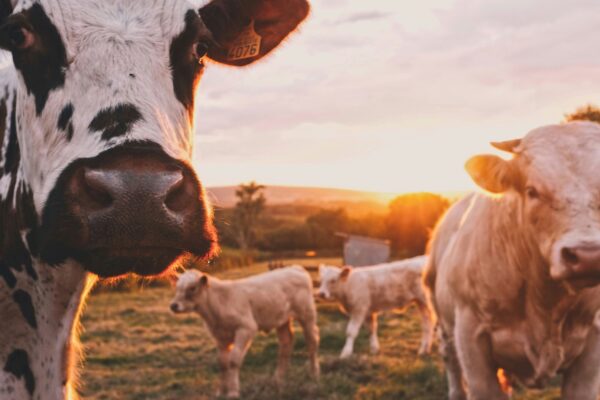 Biogas Solusi Energi Berkelanjutan dari Limbah